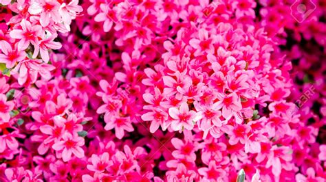 Small Bright Pink Flowers Spring Background Hd Spring Wallpapers Hd