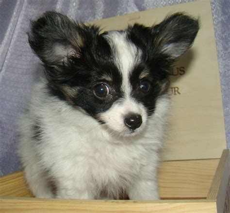 Papillon ретвитнул(а) emna el hammi. Puppy Dog Breeds Photos