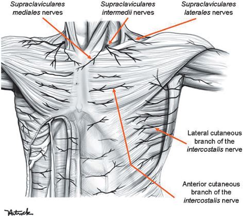 Figure 9 From Anatomy Of The Thoracic Wall Axilla And Breast