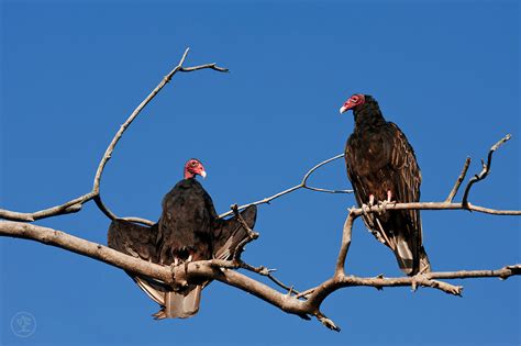 Turkey Vultures Roosting Skye Hohmann Photography And Writing
