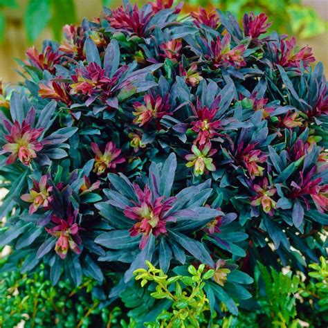 This perennial, generally a native of asia with a few varieties (such as false goatsbeard) native to north america, is perfect when planted in a group and used along flower beds, or as a border edging. Shade-Loving Plants for the Garden - Gardening Tips with J ...