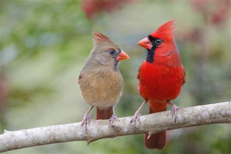 Northern Cardinal Mates Facing Each Other Pop And Thistle