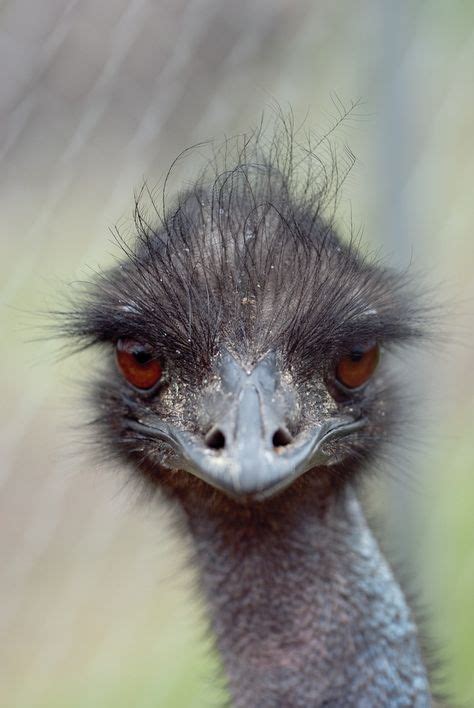 30 Funny Emu Pics Ideas Emu Ostriches Australian Animals