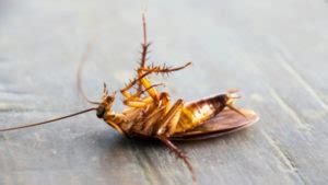 Large roaches (american, smoky brown, oriental, woods). What Do Dead Roaches in the House Mean? - AAI Pest Control