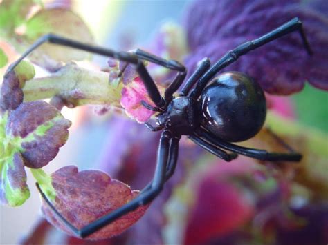 Latrodectus Hesperus Western Black Widow Female Big Ass Arachnoboards