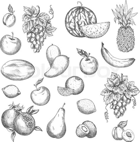 Fruits Sketch Vector Isolated Icons Stock Vector Colourbox