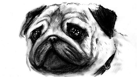This article may help you. disney pets - MEL - (realistic) pug / disegnare un CARLINO ...