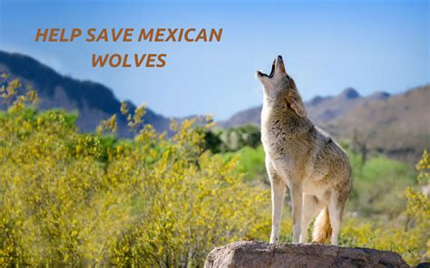 Action Alert ~ Help Ensure The Survival Of The Mexican Gray Wolf
