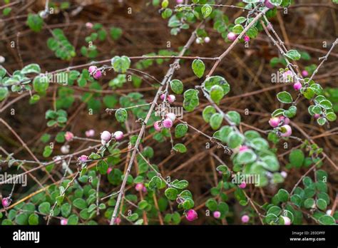 Branches Of The Common Pink Snowberry Bush Symphoricarpos Albus With