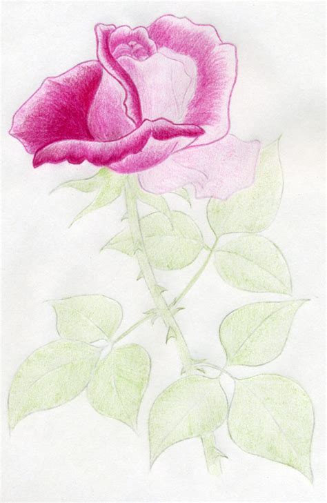If the flower is open, it needs enough space. Draw a Rose Quickly, Simply And Easily