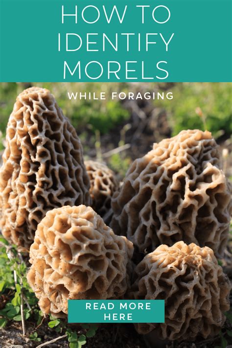 How To Safely Identify Morel Mushrooms
