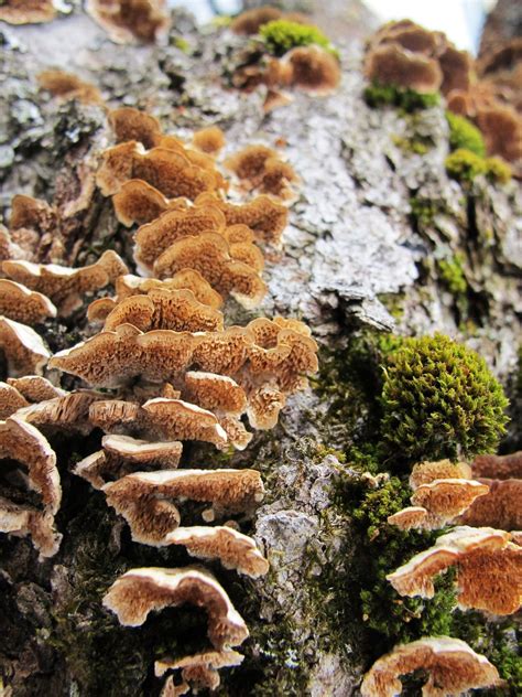 Moss Lichen Caps Mushroom Fungi Fungi Lichen