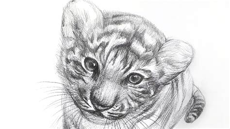 How To Draw A Tiger Cub Pencil Drawing Sounds Asmr Youtube