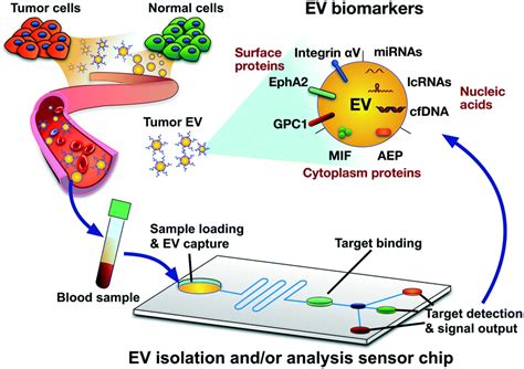 Extracellular Vesicles As Cancer Liquid Biopsies From Discovery
