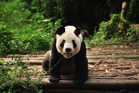 Panda Smiling Panda Smiling In The Chengdu Research Base Of Giant