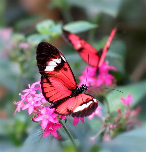 Pretty Pair Butterflies On Flowers Photograph By Mtbobbins
