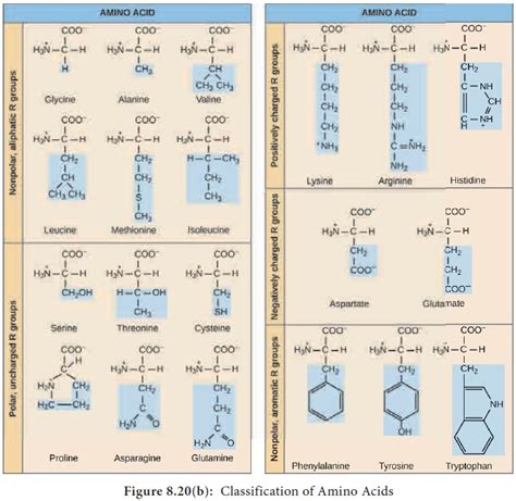 Proteins Biomolecules Classification Structure Denaturation Bonding Of Protein