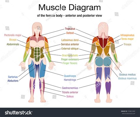 Muscle Diagram Female Body Accurate Description Stock Vector Royalty
