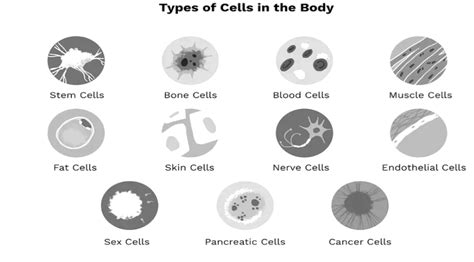 Different Types Of Cells In A Human Body