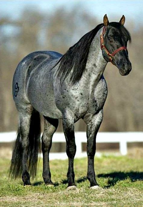 blue roan tobiano american paint horse horses pinterest blue roan american paint horse