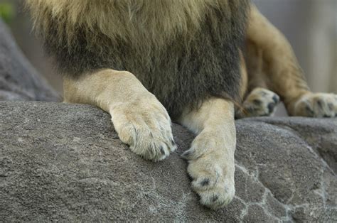 An African Lions Paws At The Sedgwick By Joel Sartore