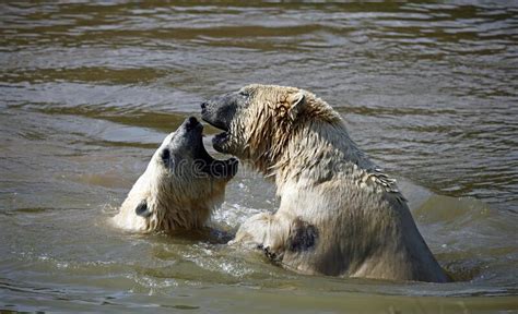 Polar Bears Play Fighting At A Wildlife Park Stock Photo Image Of