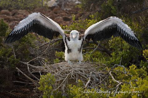 Baby Great Frigatebird With Wings Spread Shetzers Photography