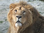 Lion d Asie (panthera leo persica) - ZooChat