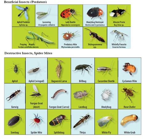 Pest Identification Garden Pest Identification Chart