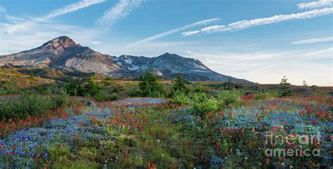 Mount St Helens Glorious Field Of Spring Wildflowers Wider Photograph