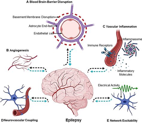 Frontiers Vascular Integrity And Signaling Determining Brain