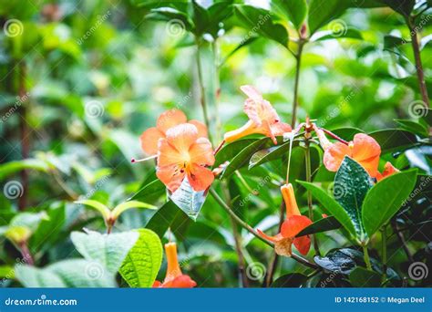 Tropical Plant Growth In Hawaii Stock Photo Image Of Growth Winter