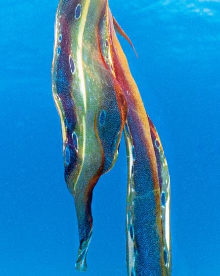 ‘dancing Through The Water Rare Sighting Of Blanket Octopus In Great