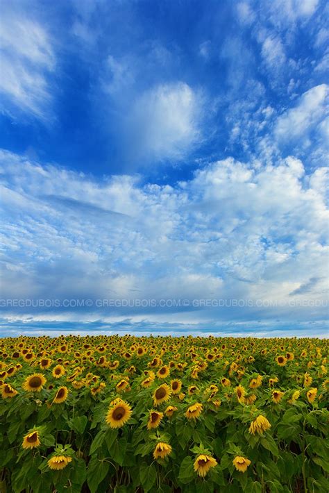 Sunflower Field Horizon Under Cloudy Blue Sky Colby Farm Newbury