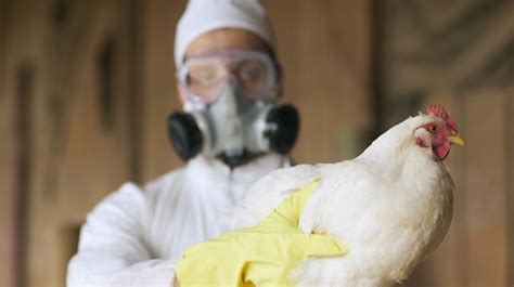 Bird Flu Found In Two More Brits As Outbreak Of Virus Spreads Across