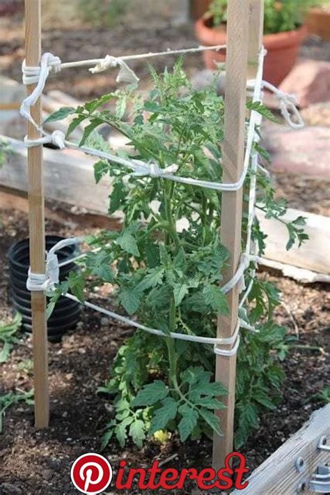 Creative Diy Ideas For Support Climbing Vegetables Plants And Flowers