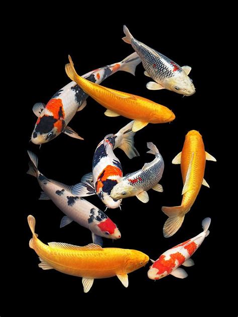 Fish Photograph Colorful Japanese Koi Vertical By Gill Billington