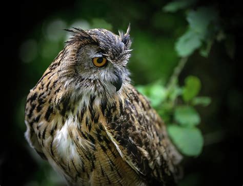 Eurasian Eagle Owl Perched Photograph By Athena Mckinzie