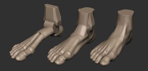 Foot Reference 3d Print Model Print Models Model Anatomy Reference