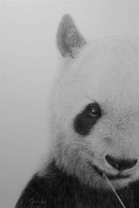 Pandas are adorable and quite simple to draw erase the unnecessary pencil and paint the picture. Pencil drawing animal - Panda on Behance