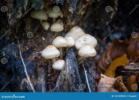 Wild Forest Mushrooms Growing On The Tree Stock Photo Image Of Magic