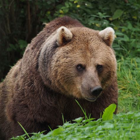 Eurasian Brown Bear Wikipedia