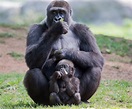 Gorilla Steckbrief - Arten, Aussehen, Lebensweise, Fortpflanzung