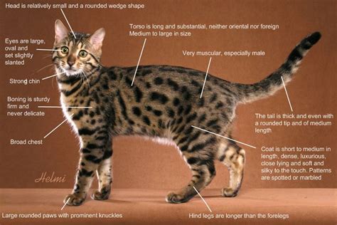 The evolution of domestic bengal cat colors and patterns we have come a long way baby. Bengal Cat Breed Standard - PoC