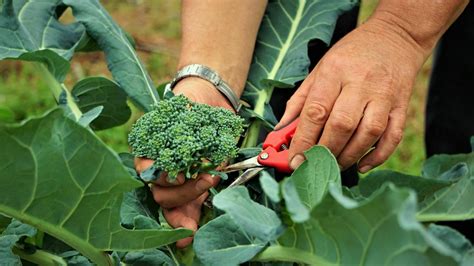How To Harvest Broccoli 5 Easy Steps