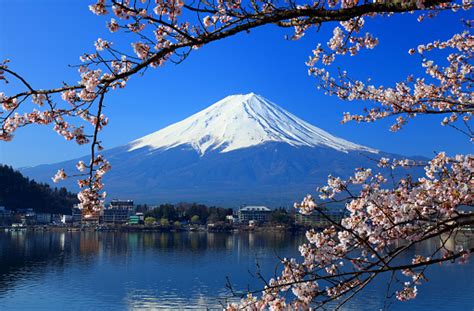 Beautiful Cherry Blossoms With Mount Fuji Japan Stock Photo Download