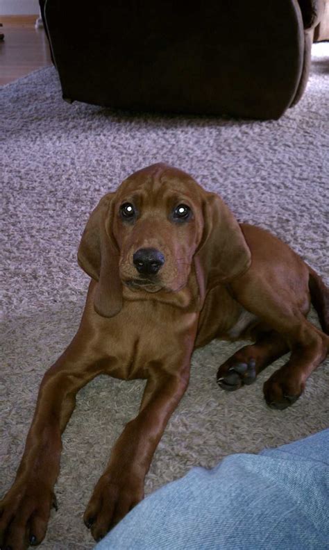 Redbone coonhounds are mood, happy and affectionate, and they are wonderful with children and families. Redbone coonhound puppy | Coonhound puppy, Redbone coonhound, Coonhound