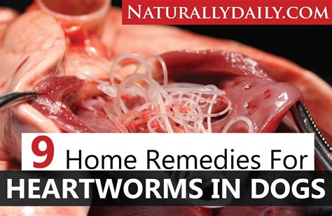 9 Home Remedies For Heartworms In Dogs And Prevention Tips Naturally