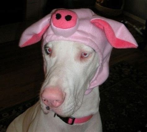 Top 10 Snoutastic Dogs That Looks Like Pigs