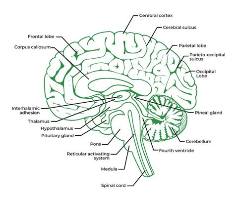 Anatomy Of The Brain Geeksforgeeks